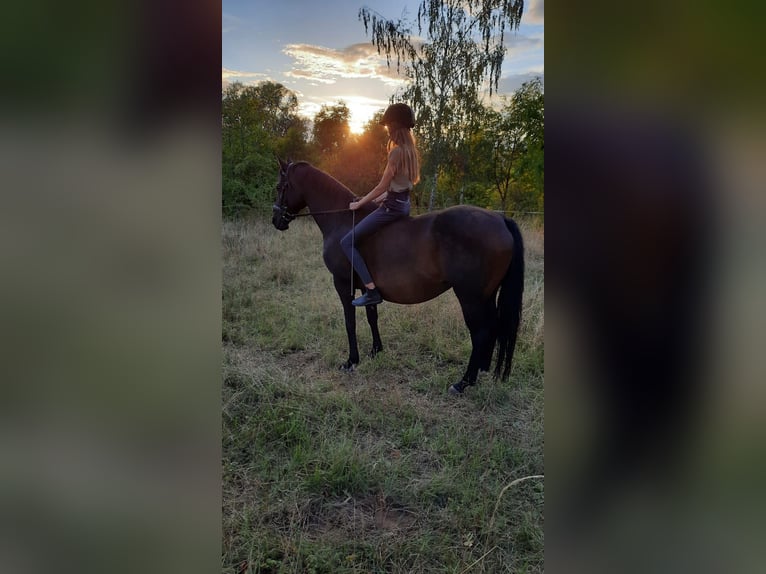 Duits sportpaard Merrie 13 Jaar 161 cm Donkerbruin in Küllstedt