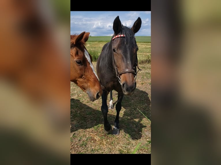 Duits sportpaard Merrie 13 Jaar 161 cm Donkerbruin in Küllstedt