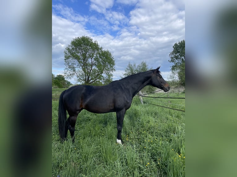 Duits sportpaard Merrie 13 Jaar 161 cm Donkerbruin in Wolfenbüttel