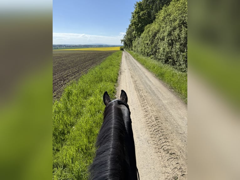 Duits sportpaard Merrie 13 Jaar 161 cm Donkerbruin in Wolfenbüttel