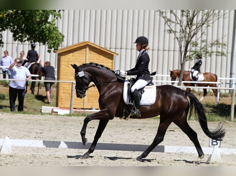 Duits sportpaard Merrie 13 Jaar 164 cm Zwartbruin in Neukirchen (Hansestadt Seehausen
