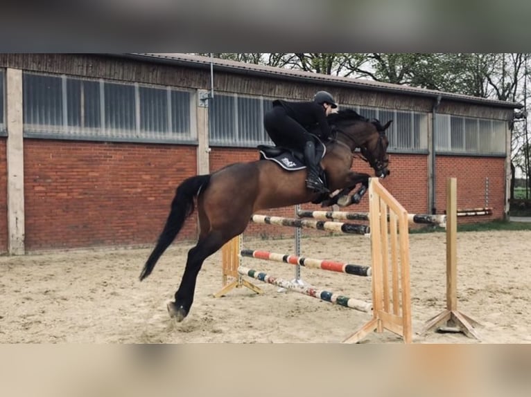 Duits sportpaard Merrie 13 Jaar 165 cm Bruin in Herzebrock-Clarholz