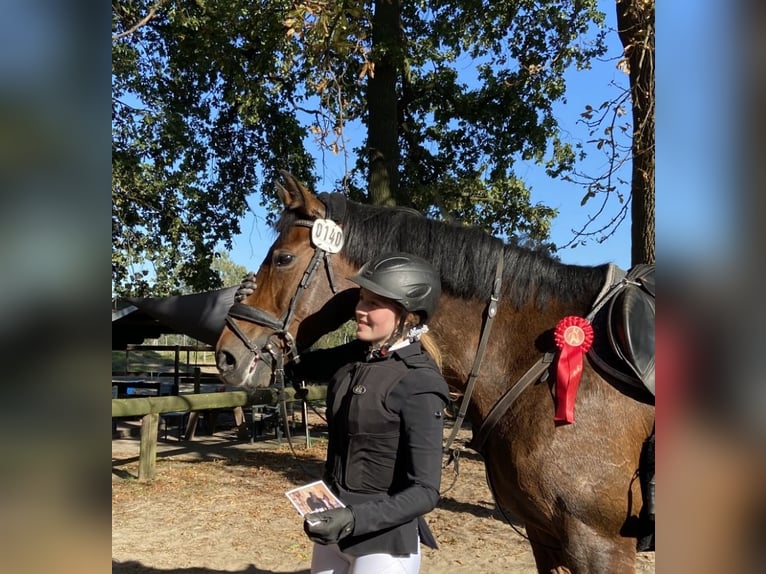 Duits sportpaard Merrie 13 Jaar 165 cm Bruin in Herzebrock-Clarholz