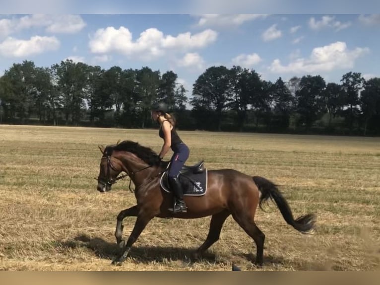 Duits sportpaard Merrie 13 Jaar 165 cm Bruin in Herzebrock-Clarholz