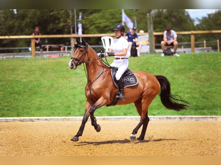 Duits sportpaard Merrie 13 Jaar 165 cm Roodbruin in EAST SUSSEX