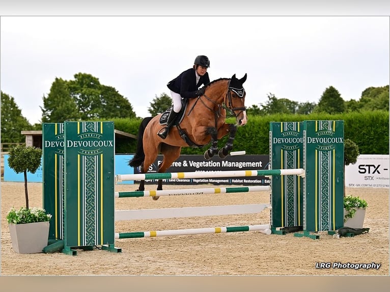 Duits sportpaard Merrie 13 Jaar 165 cm Roodbruin in EAST SUSSEX