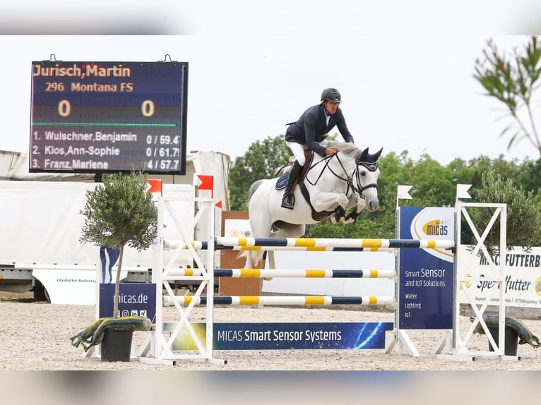 Duits sportpaard Merrie 13 Jaar 166 cm Schimmel in Kremitzaue OT Polzen