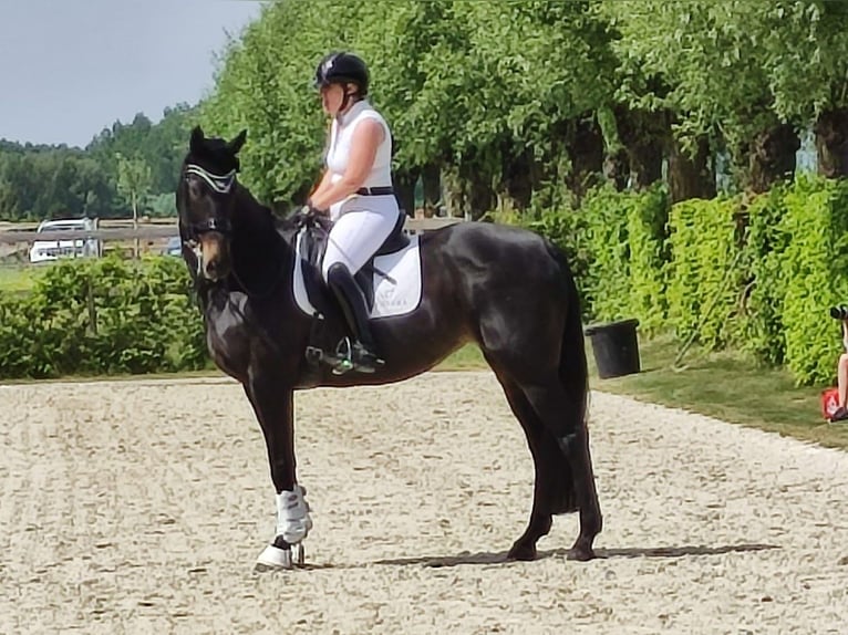 Duits sportpaard Merrie 13 Jaar 166 cm Zwartbruin in Boortmeerbeek