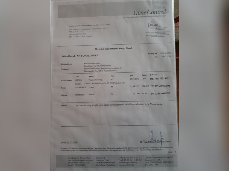 Duits sportpaard Merrie 13 Jaar 167 cm in Zeulenroda-Triebes