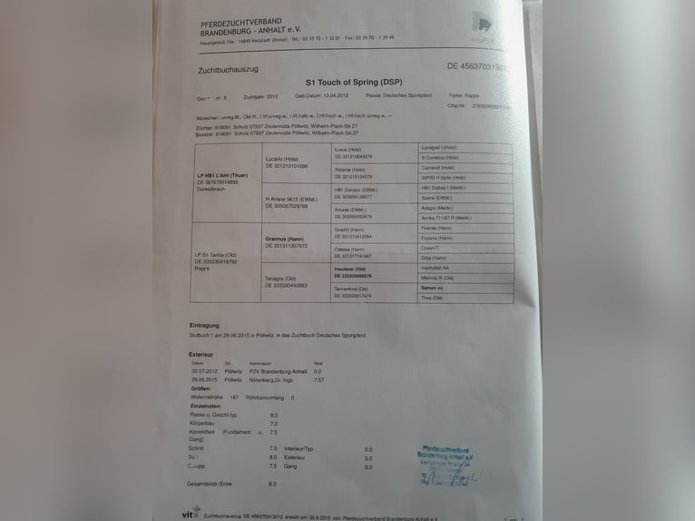 Duits sportpaard Merrie 13 Jaar 167 cm in Zeulenroda-Triebes