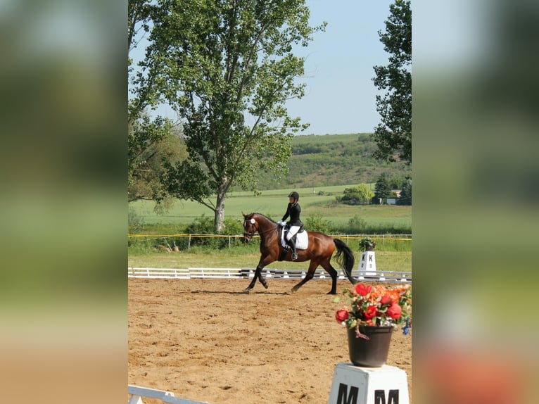 Duits sportpaard Merrie 13 Jaar 168 cm Bruin in Meisdorf