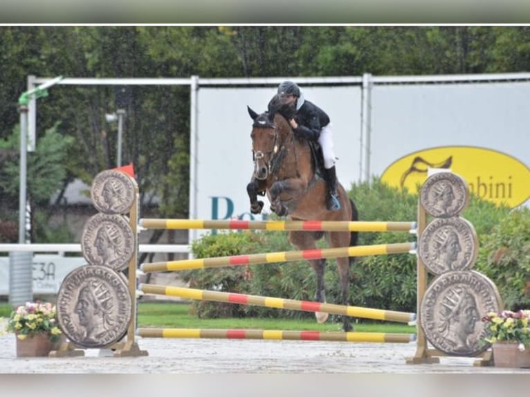 Duits sportpaard Merrie 13 Jaar 168 cm Bruin in Memmingen