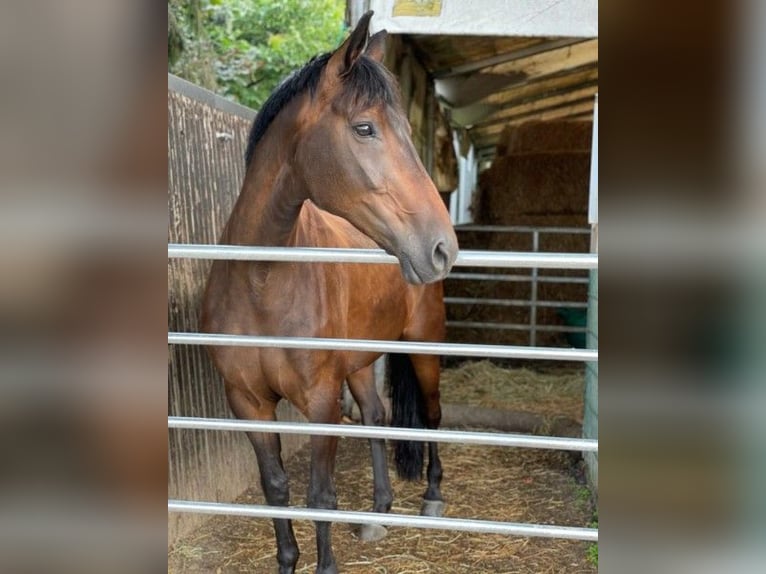 Duits sportpaard Merrie 13 Jaar 168 cm Donkerbruin in Dortmund