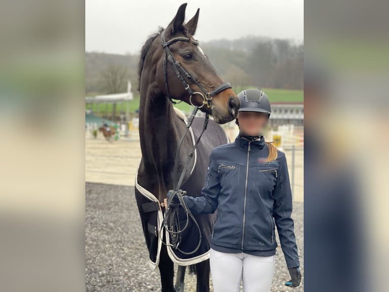 Duits sportpaard Merrie 13 Jaar 168 cm Donkerbruin in Menden