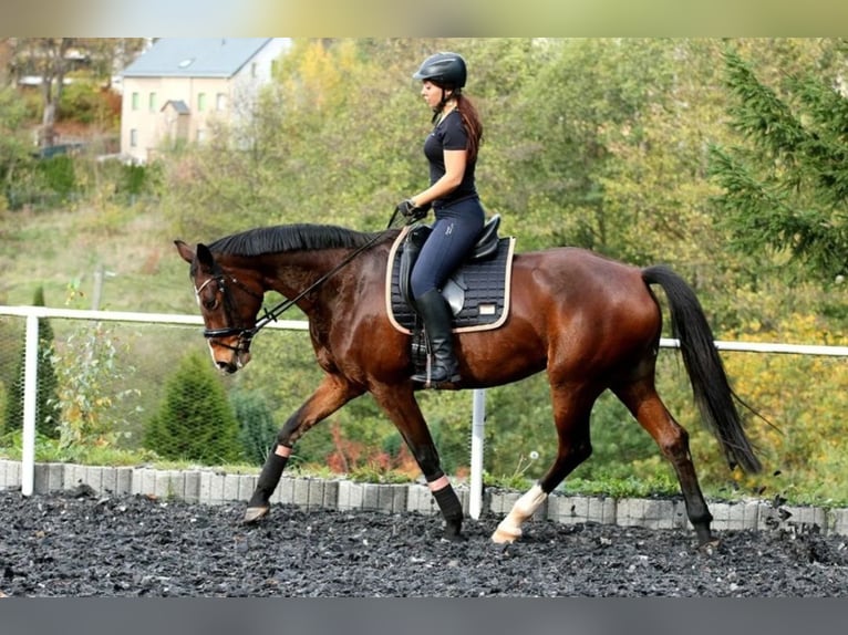 Duits sportpaard Merrie 13 Jaar 169 cm Bruin in Königshain