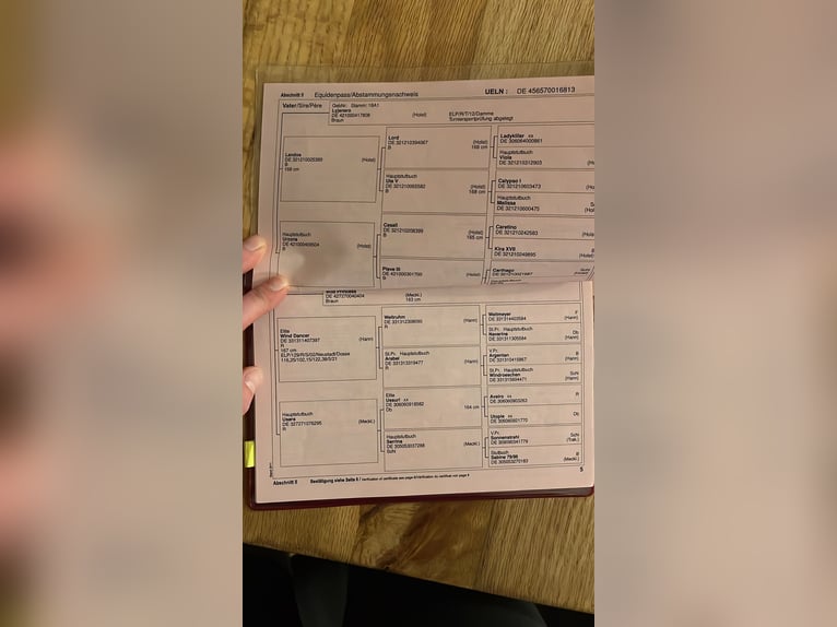 Duits sportpaard Merrie 13 Jaar 169 cm Donkerbruin in Kirchberg-Thening