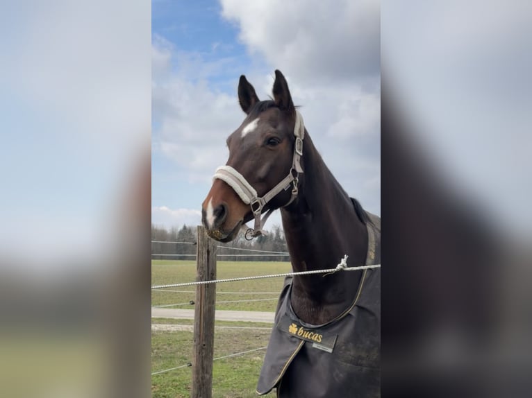 Duits sportpaard Merrie 13 Jaar 169 cm Donkerbruin in Kirchberg-Thening
