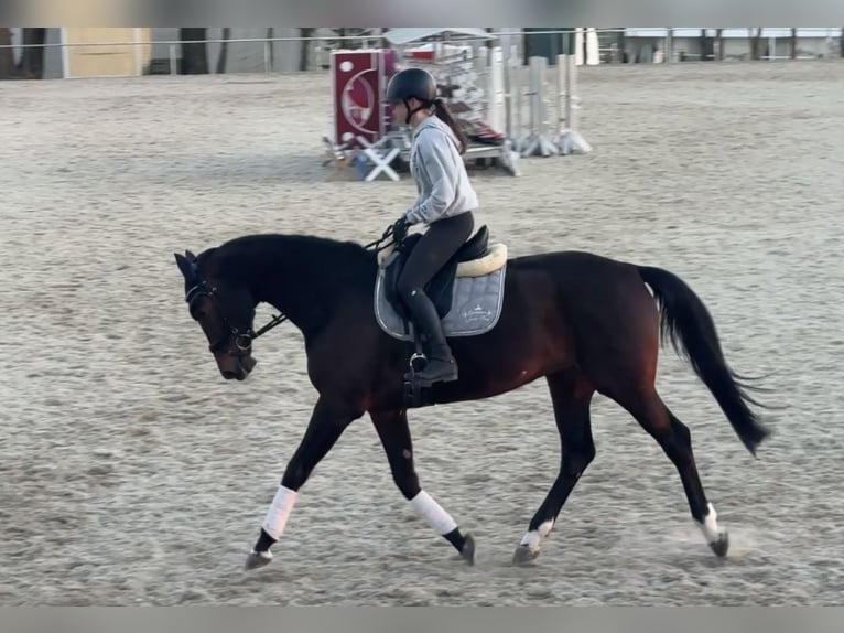 Duits sportpaard Merrie 13 Jaar 169 cm Donkerbruin in Kirchberg-Thening