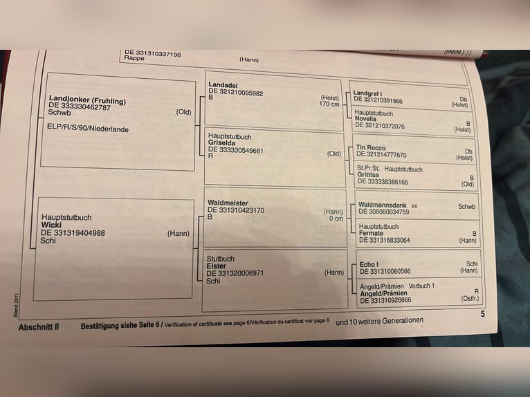 Duits sportpaard Merrie 13 Jaar 169 cm Zwart in Laubach