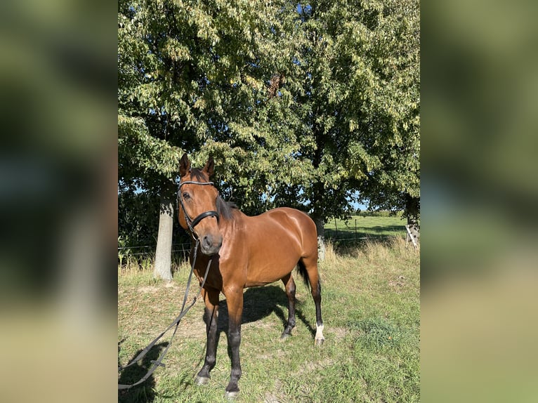 Duits sportpaard Merrie 13 Jaar 170 cm Brauner in Hohenstein-ErnstthalLangenchursdorf