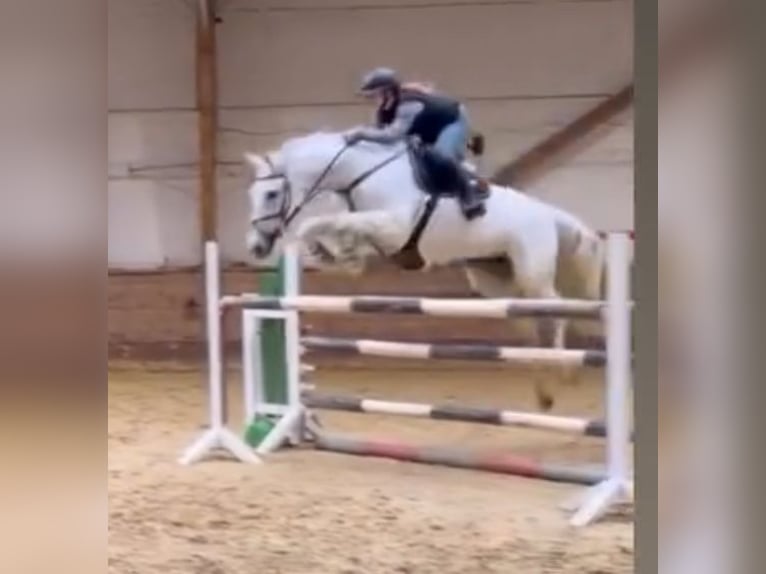Duits sportpaard Merrie 13 Jaar 170 cm Schimmel in Sontra