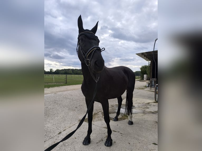 Duits sportpaard Merrie 13 Jaar 170 cm Zwartbruin in Ingolstadt