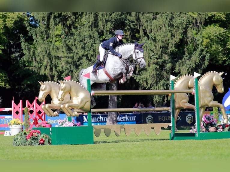 Duits sportpaard Merrie 13 Jaar 174 cm Schimmel in Insel Poel