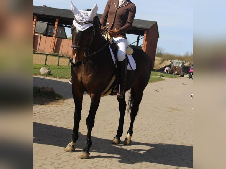 Duits sportpaard Merrie 14 Jaar 164 cm Donkerbruin in Niepars