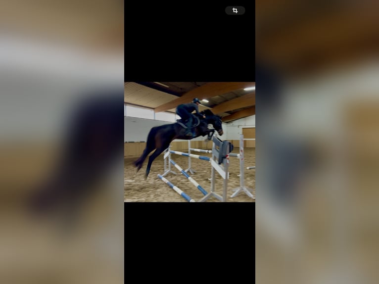 Duits sportpaard Merrie 14 Jaar 165 cm Bruin in Schönberg