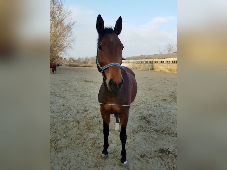 Duits sportpaard Merrie 14 Jaar 165 cm Bruin in Dolle