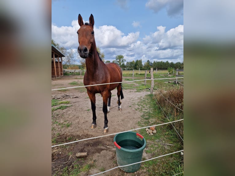 Duits sportpaard Merrie 14 Jaar 165 cm Bruin in Dolle