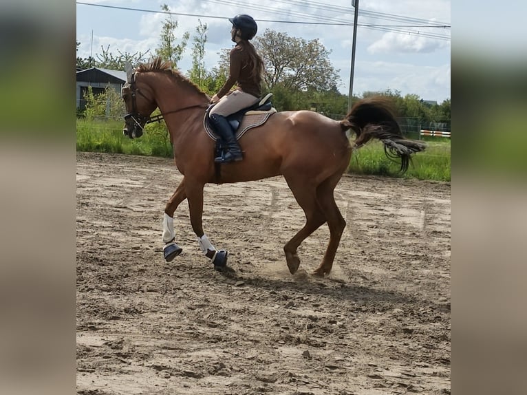 Duits sportpaard Merrie 14 Jaar 167 cm Donkere-vos in Krielow