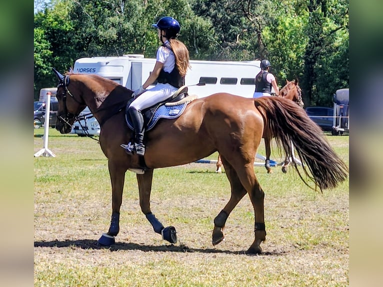 Duits sportpaard Merrie 14 Jaar 167 cm Donkere-vos in Krielow