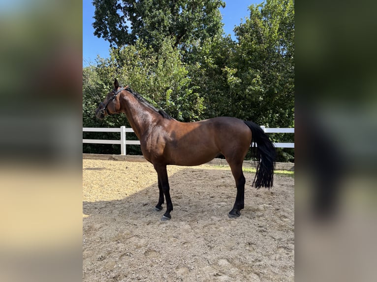Duits sportpaard Merrie 14 Jaar 168 cm Bruin in Mutlangen