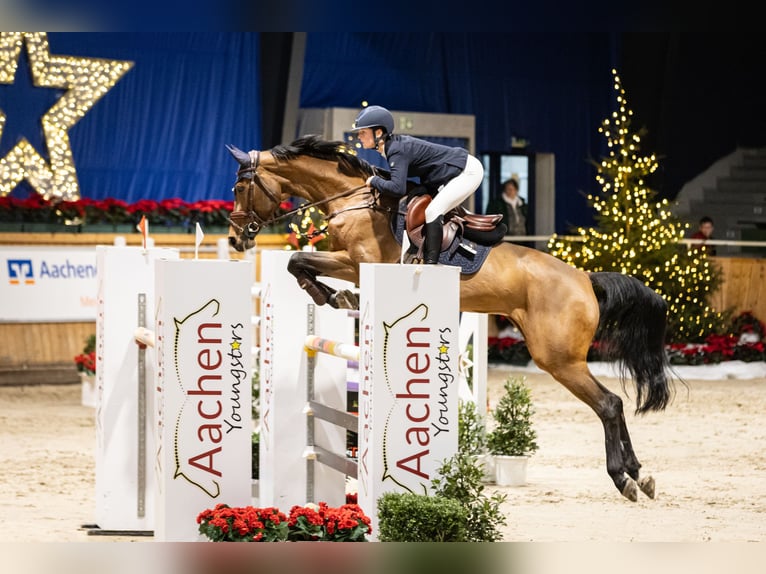 Duits sportpaard Merrie 14 Jaar 171 cm Bruin in Zülpich