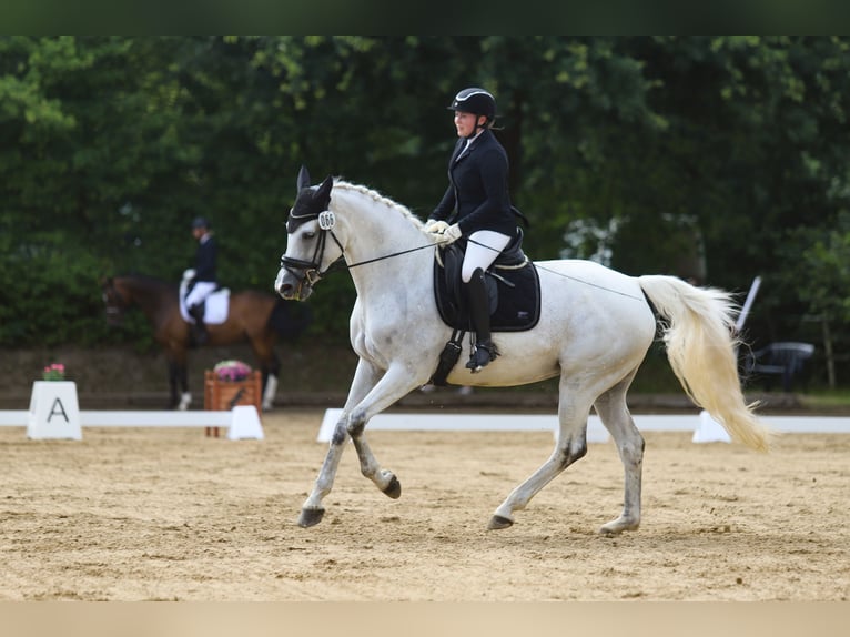 Duits sportpaard Merrie 14 Jaar 172 cm Schimmel in Hamburg