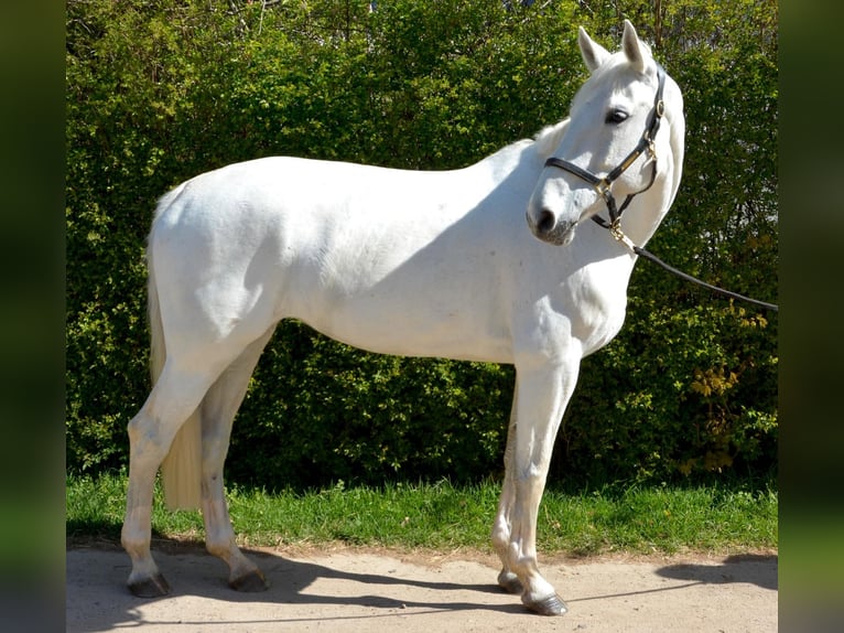 Duits sportpaard Merrie 14 Jaar 173 cm Schimmel in Stralsund