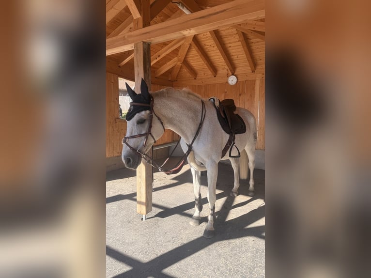 Duits sportpaard Merrie 14 Jaar 173 cm Schimmel in Bischofswiesen