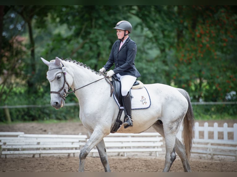 Duits sportpaard Merrie 14 Jaar 174 cm Schimmel in Voltlage