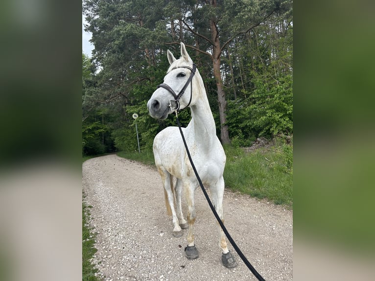 Duits sportpaard Merrie 14 Jaar 175 cm Schimmel in Illschwang