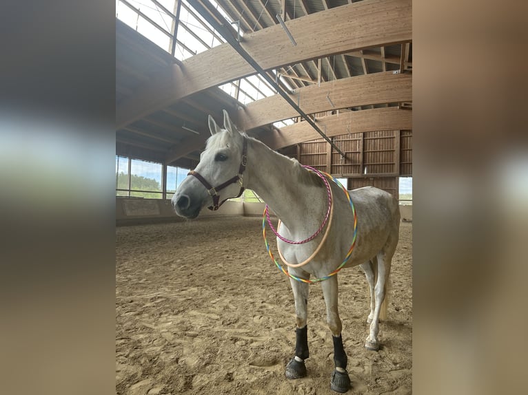 Duits sportpaard Merrie 14 Jaar 175 cm Schimmel in Illschwang