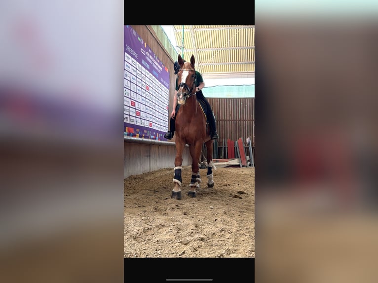 Duits sportpaard Mix Merrie 14 Jaar Vos in Viareggio