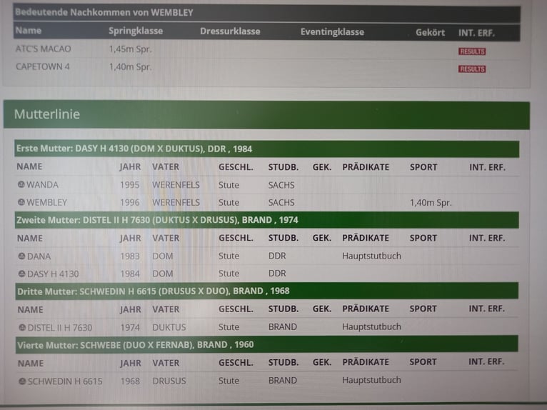 Duits sportpaard Merrie 15 Jaar 157 cm Donkerbruin in Kubsch&#xFC;tz