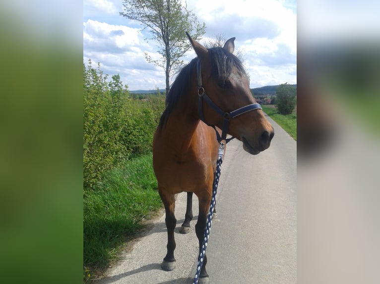 Duits sportpaard Merrie 15 Jaar 158 cm Bruin in Hildesheim