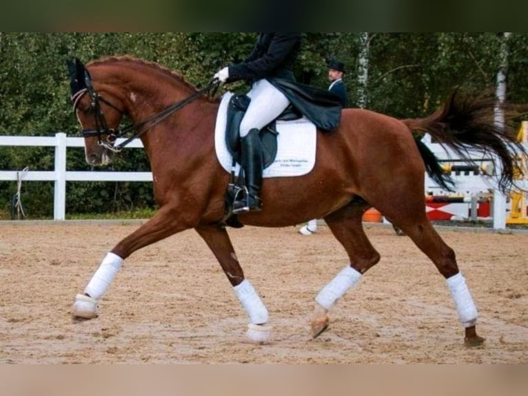 Duits sportpaard Merrie 15 Jaar 162 cm Vos in Frauenstein