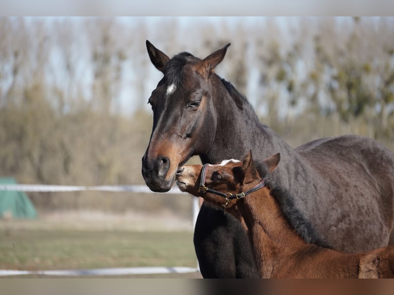 Duits sportpaard Merrie 15 Jaar 163 cm Bruin in Schönwalde