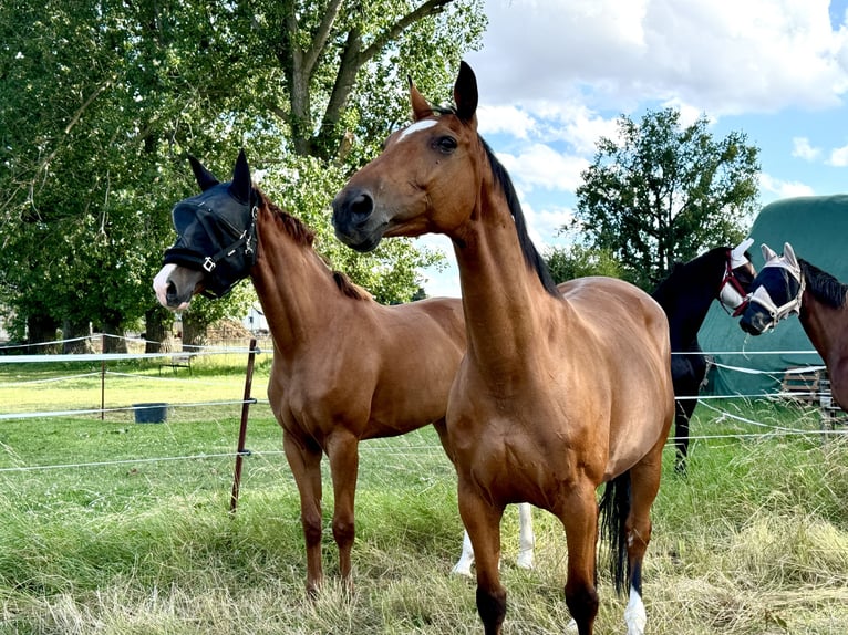 Duits sportpaard Merrie 15 Jaar 163 cm Bruin in Borsdorf