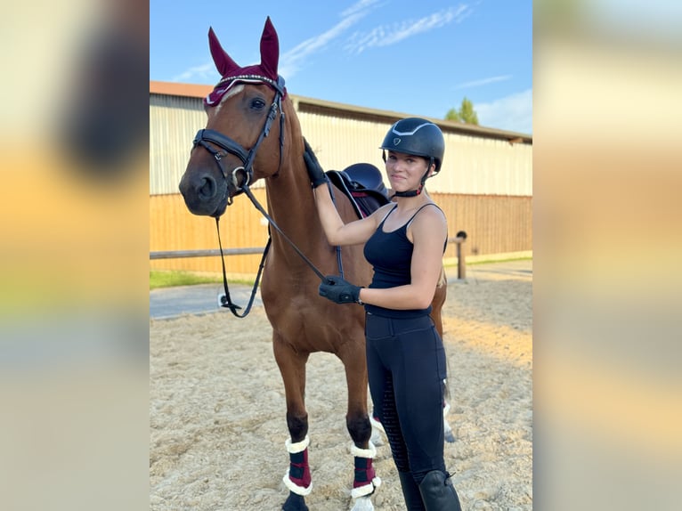 Duits sportpaard Merrie 15 Jaar 163 cm Bruin in Borsdorf