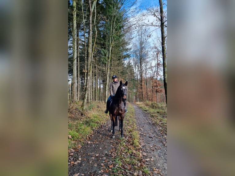 Duits sportpaard Merrie 15 Jaar 163 cm Donkerbruin in Heuchelheim