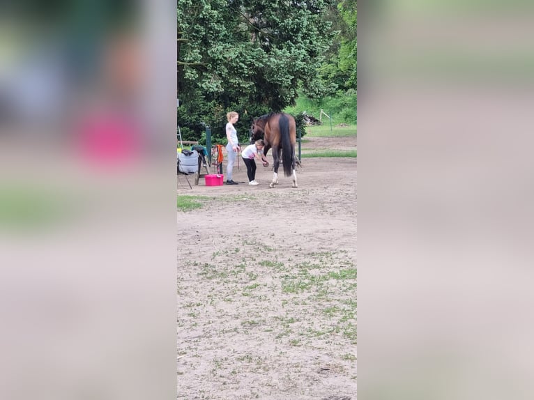 Duits sportpaard Merrie 15 Jaar 165 cm  in Schwedt/Oder